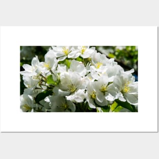 Crabapple blossoms Posters and Art